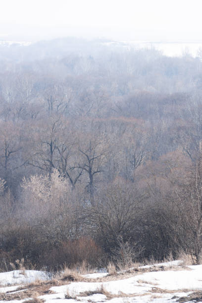 istock An oak grove and a haze over the trees 2112690774