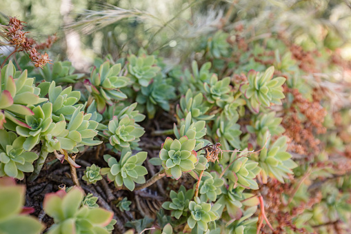 Detail of beautiful green leaves wild suculent plant