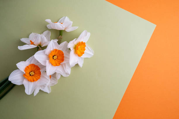 Daffodil flowers on a colored background. Place for text. Flower card. Congratulations on the holiday. Women's or Mother's Day