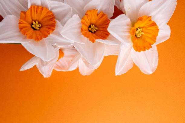 Daffodil flowers on a colored background. Place for text. Flower card. Congratulations on the holiday. Women's or Mother's Day