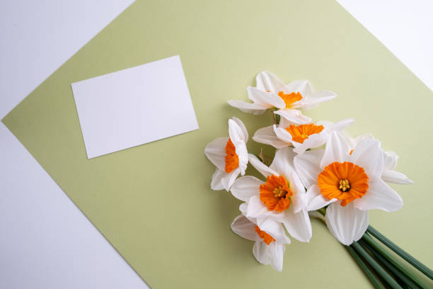 istock Daffodil flowers on a colored background. Place for text. Flower card. Congratulations on the holiday. Women's or Mother's Day 2112694989