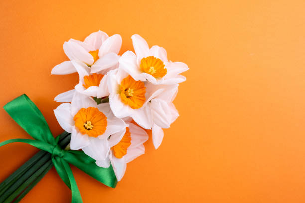 Daffodil flowers on a colored background. Place for text. Flower card. Congratulations on the holiday. Women's or Mother's Day