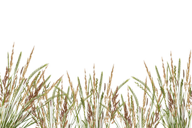 Meadow grass frame. Dry meadow grass with fluffy spikelets. Overlay background.