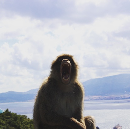 Young monkey with mouth open on the rock of Gibraltar