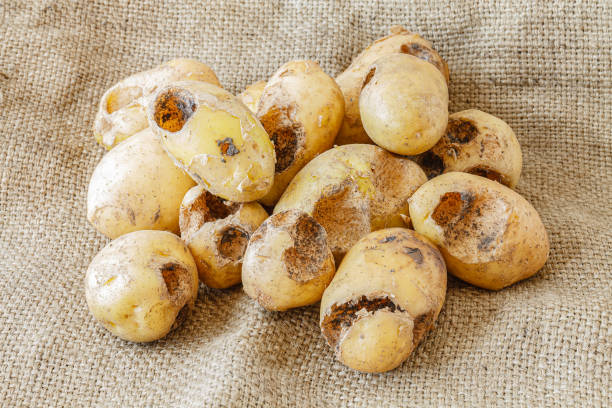 Potatoes eaten by pests. Selective focus with shallow depth of field.