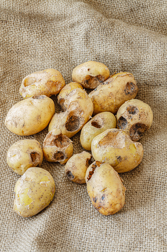 Potatoes eaten by pests. Selective focus with shallow depth of field.
