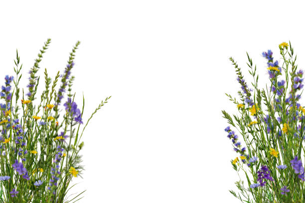 Yellow and blue wildflowers, green grass with spikelets. Overlay background.