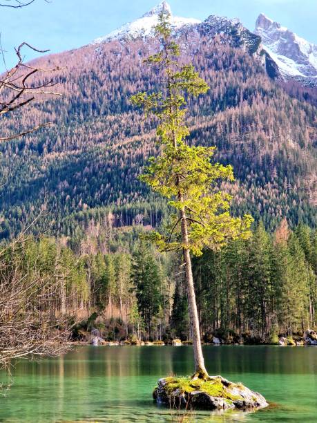 istock Hintersee lake in mountains Alps - rock with tree 2112730742