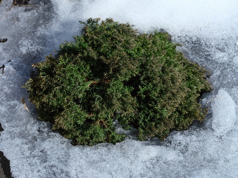A Juniper bush among the melted snow. Spring time.