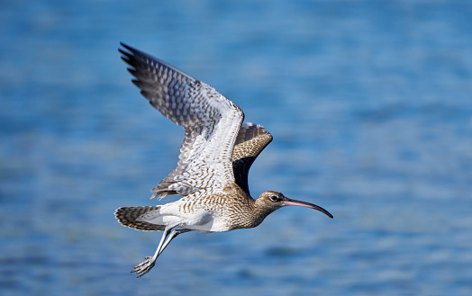 Eurasian whimbrel (Numenius phaeopus) in flight over blue water in side view - Lanzarote, Canary Islands