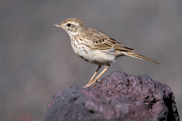 istock Berthelot's pipit (Anthus berthelotii) standing on reddish volcanic rock 2112743136