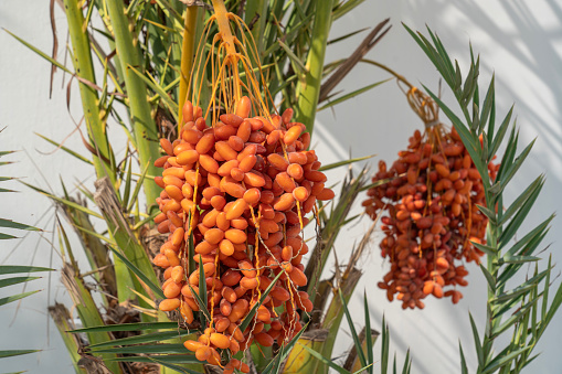 Close up of one date palm full of ripe fruit against white wall. Oman