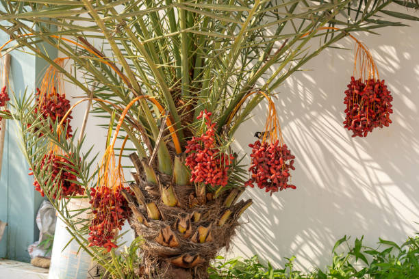 Close up of one date palm full of ripe fruit against white wall. Oman