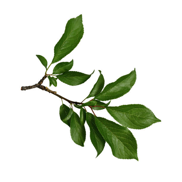 Element for creating collage, designs, cards, patterns, floral arrangements, frames, wedding cards and invitations.
