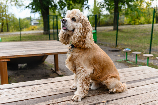 American Cocker Spaniel training in a specially equipped dog walking area. The dog sits on a wooden platform.