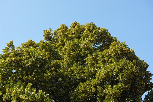 A blooming linden tree (Tilia) against a blue sky