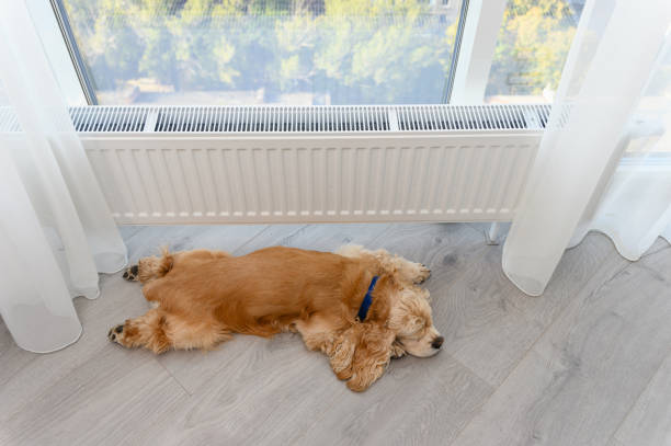 istock Cute American Cocker Spaniel sleeping on the floor near window indoors. 2112750588
