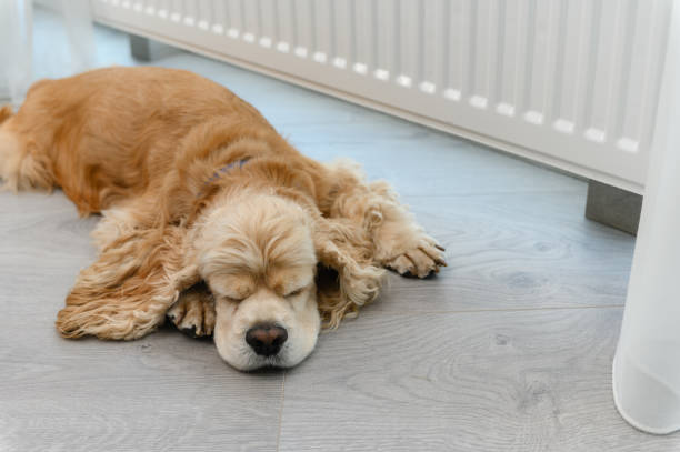 istock Cute American Cocker Spaniel sleeping on the floor near window indoors. 2112750592