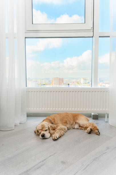 istock Cute American Cocker Spaniel sleeping on the floor near window indoors. 2112751106
