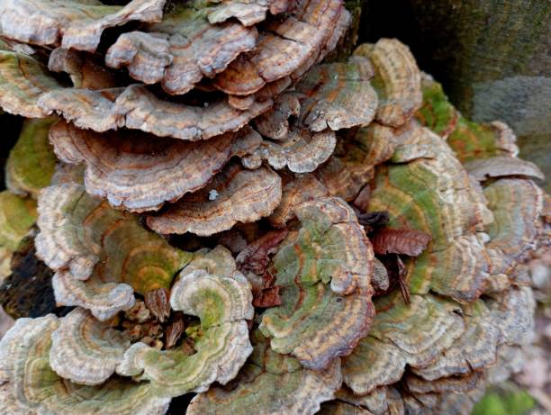 istock Old gray mushroom covered with green moss with multi-level wavy edges in spring in the forest. Poisonous mushrooms while walking. ancient fungi that parasitize old stumps and trees. 2112755360