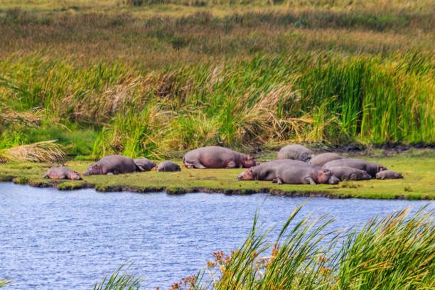 group of hippos (hippopotamus amphibius) laying on a lakeshore in ngorongoro crater national park, tanzania - lake volcano volcanic crater riverbank photos et images de collection