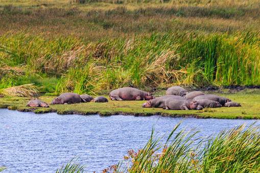 Group of hippos (Hippopotamus amphibius) laying on a lakeshore in Ngorongoro Crater national park, Tanzania