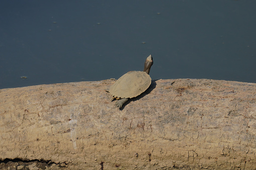Assam roof turtle