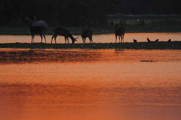 istock Golden hour-Kaziranga National Park 2112765288