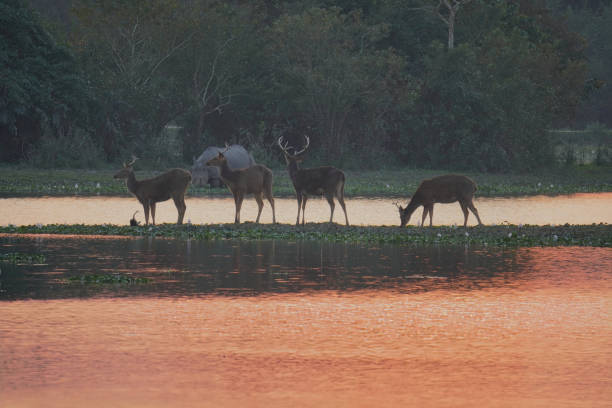 istock Golden hour-Kaziranga National Park 2112765300