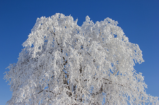 Frost covered tree.