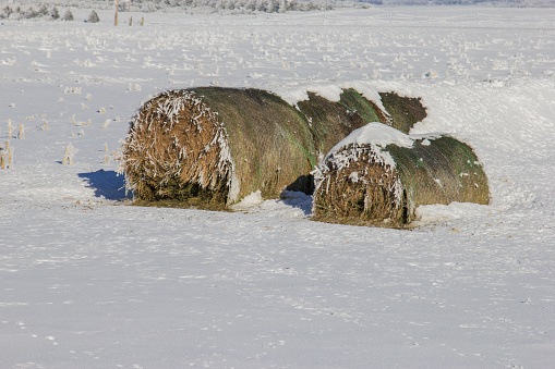 Damaged alfalfa bales from jackrabbits feeding on them.