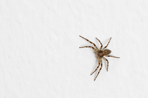 Philodromid crab spider, female spider of Philodromus dispar isolated on white wall background, top view.