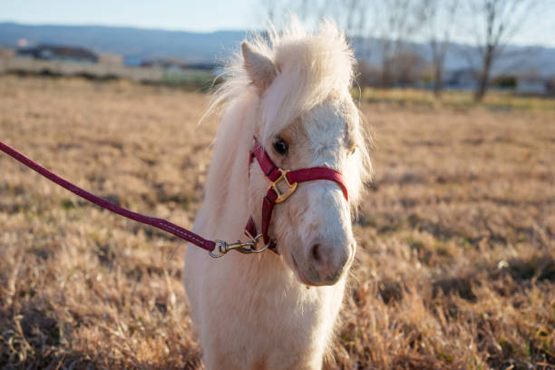 White Shetland Pony Portrait in a Grassy Field at Dusk