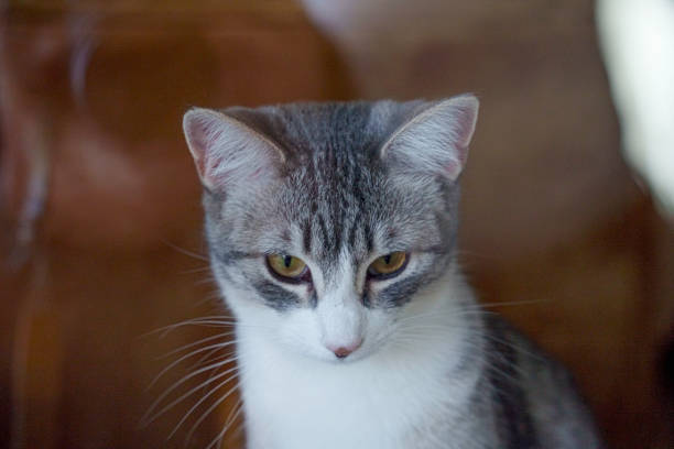 Pretty Curious and Cute Cat Looking out a Window