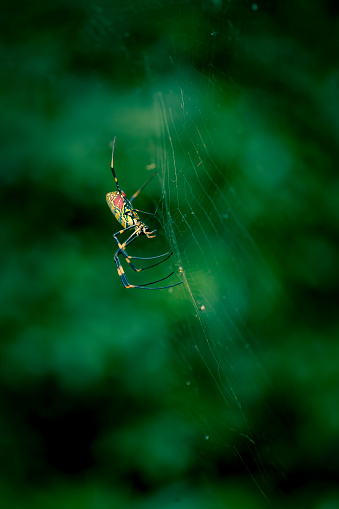 Green and black spider on web center