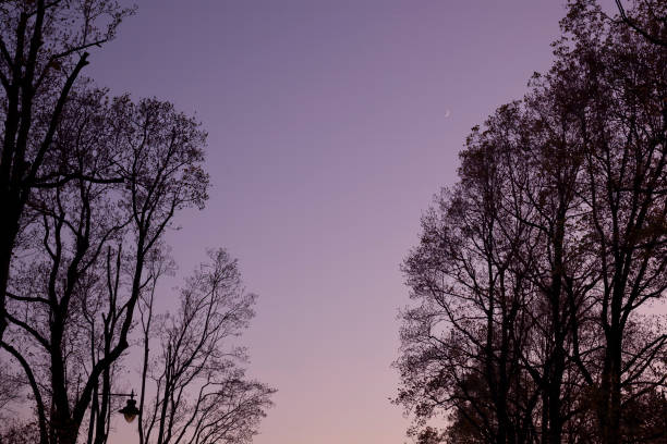 Tree silhouettes in a beautiful sunset