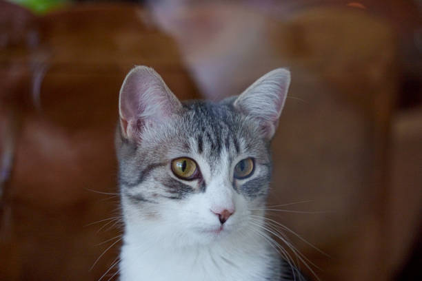 Pretty Curious and Cute Cat Looking out a Window