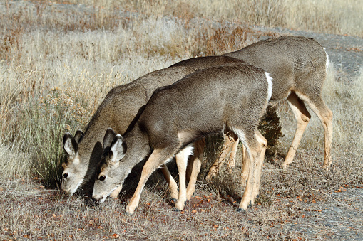 A group of mule deer grazing in East Central Idaho.