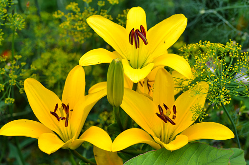 Beautiful yellow lily in nature.