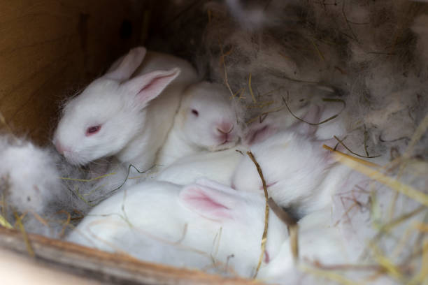 A heartwarming scene of day-old baby bunnies huddled together in a fluffy nest, showcasing their cuteness and warmth.