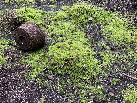 Pot root on green moss