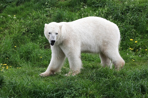 Side view of one wild polar bear (Ursus maritimus) playing in a snow bank, covered in willows, that had been providing the bear with protection from the wind.\n\nTaken in Churchill, Manitoba, Canada