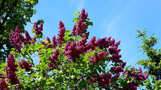 Large clusters of blooming lilacs on the bushes on warm spring days.