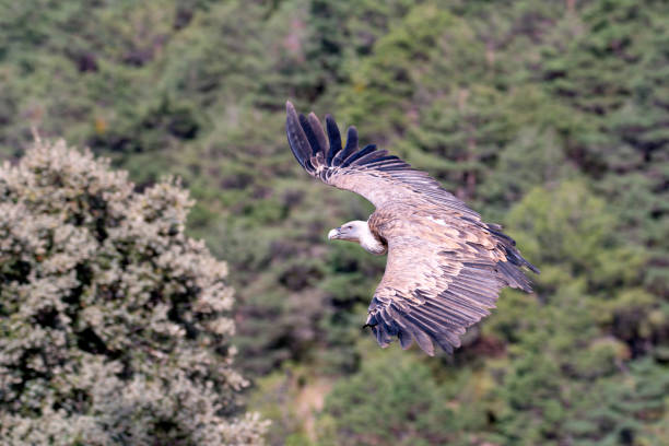 istock Griffon vulture flying low searching for carrion. 2112851400