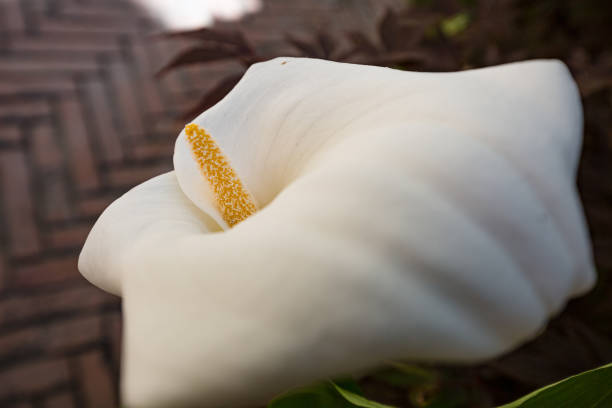 Close up of tender beautiful white calla flower
