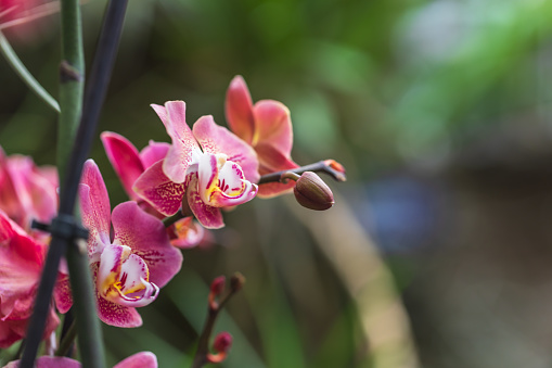 Beautiful colorful Orchid flower. Photo with nice bokeh
