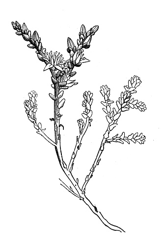 Acrid sedum. Plant  in the old book Atlas Botanique by Maout, 1846, Paris
