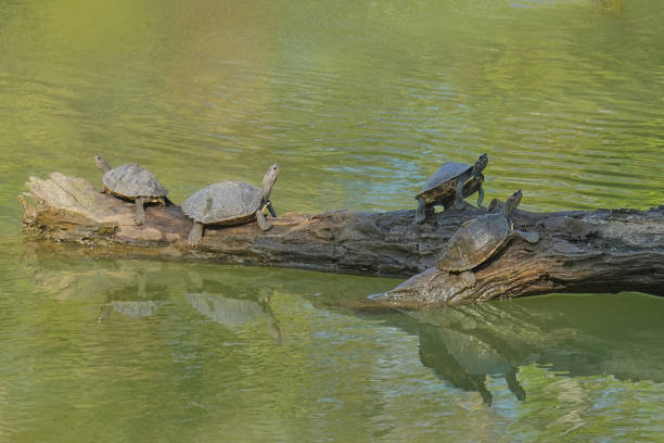 istock Assam roof turtle 2112885088