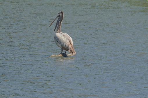 White pelican swimming on a lake.