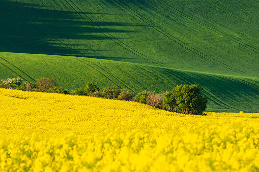 Green and yellow rape spring fields in spring. Agriculture Rural scene. Czech Moravia colza canola farmland bloom. Sunny waving hills. Minimalistic nature background.
